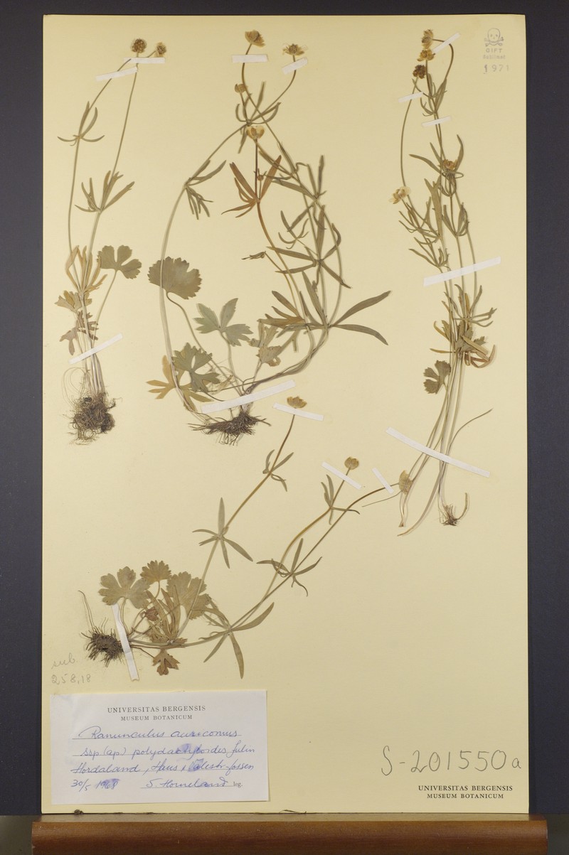 Ranunculus polycarpus