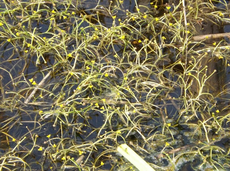 Ranunculus polyphyllus