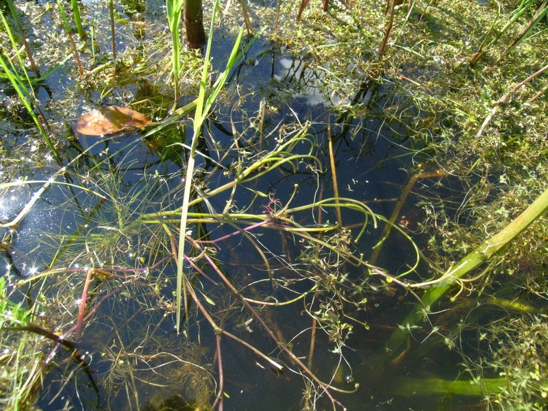 Ranunculus polyphyllus photo 3