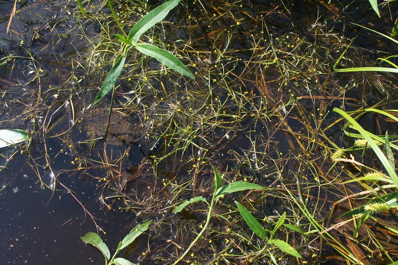 Ranunculus polyphyllus photo 4