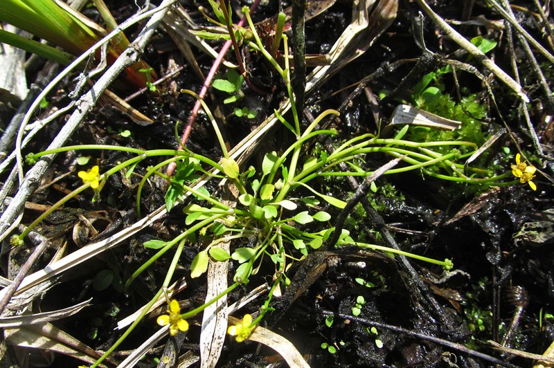 Ranunculus polyphyllus photo 6