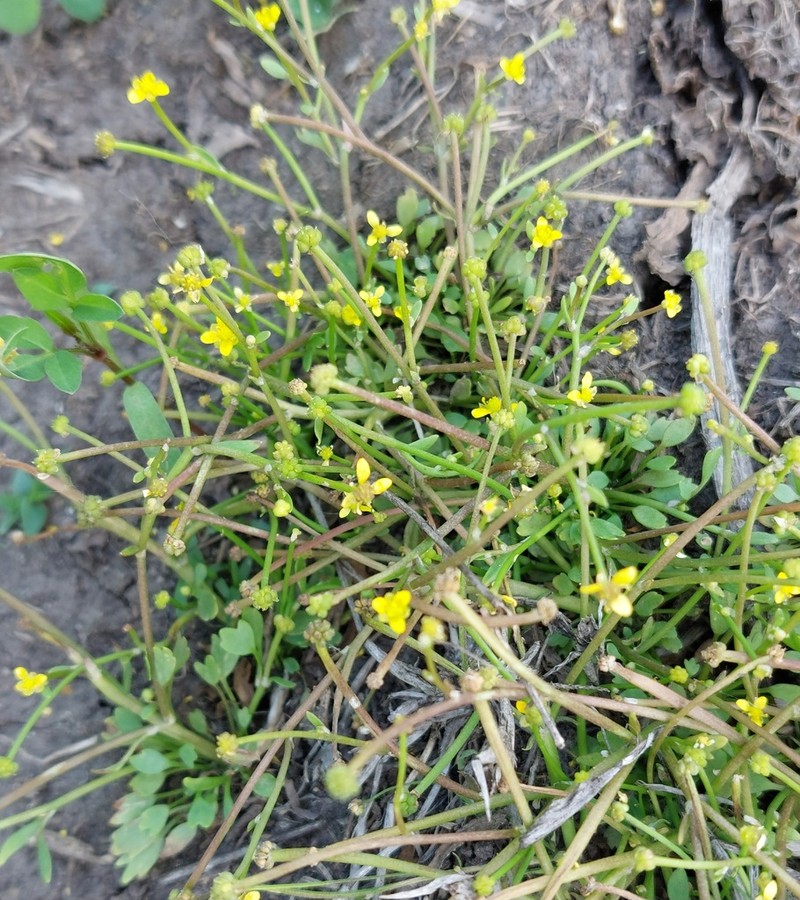 Ranunculus polyphyllus photo 7