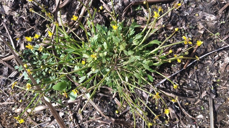Ranunculus polyphyllus photo 8