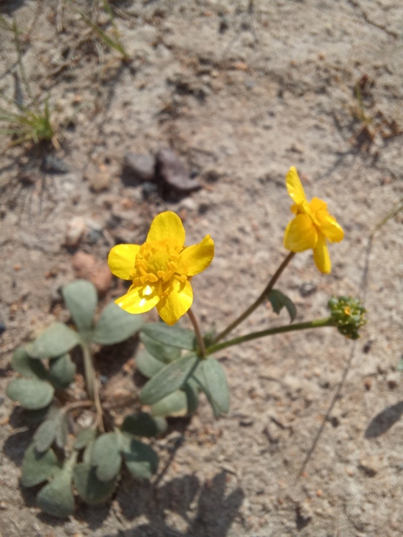 Ranunculus polyrhizos