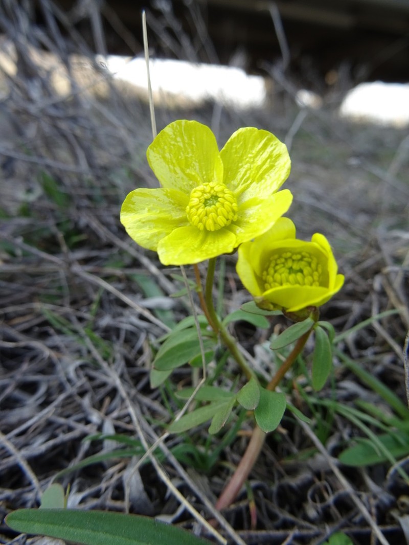 Ranunculus polyrhizos photo 2