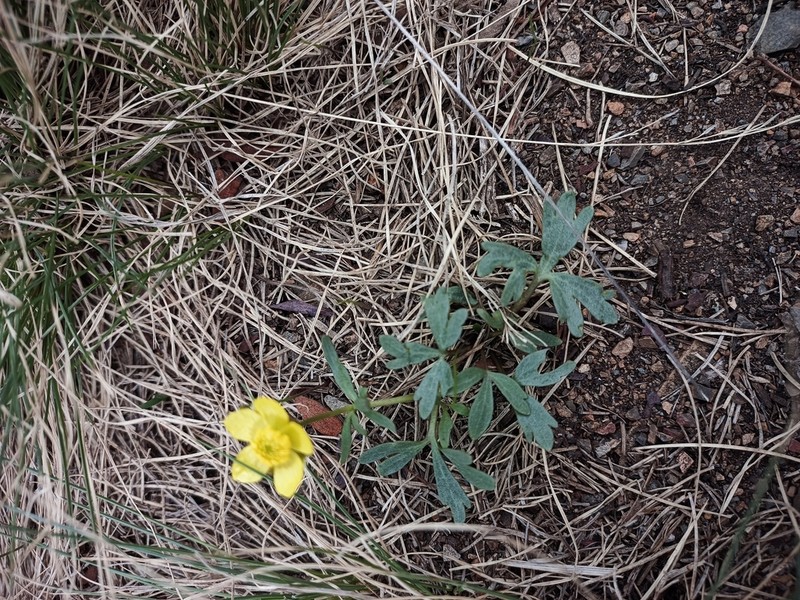 Ranunculus polyrhizos photo 4