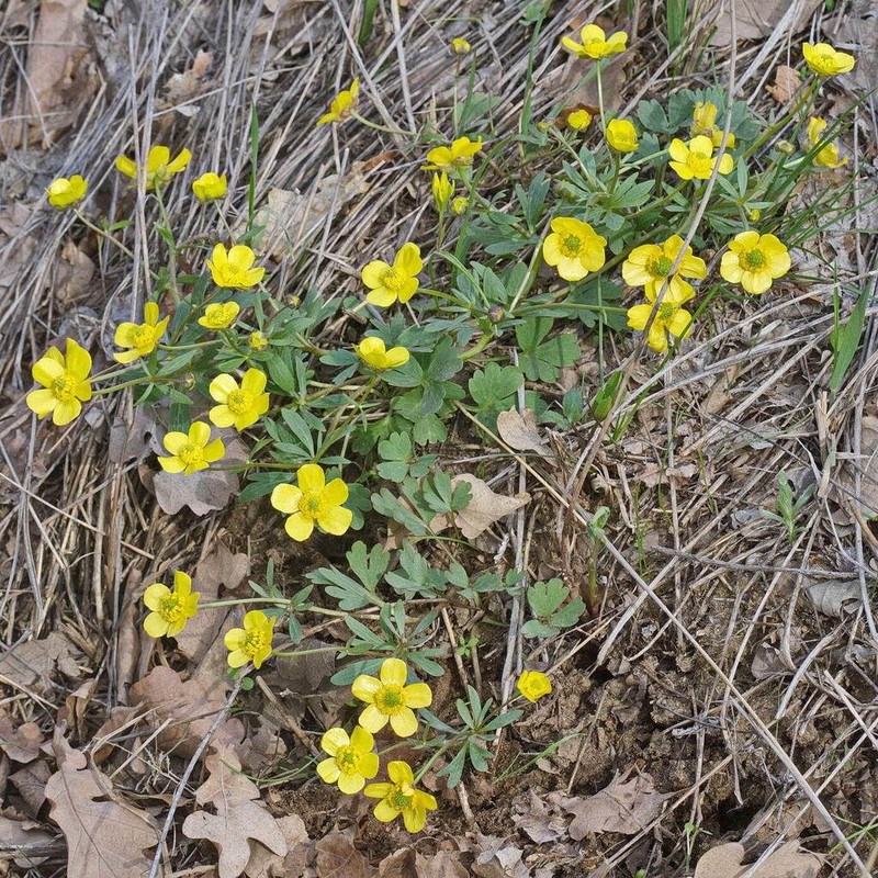 Ranunculus polyrhizos photo 5