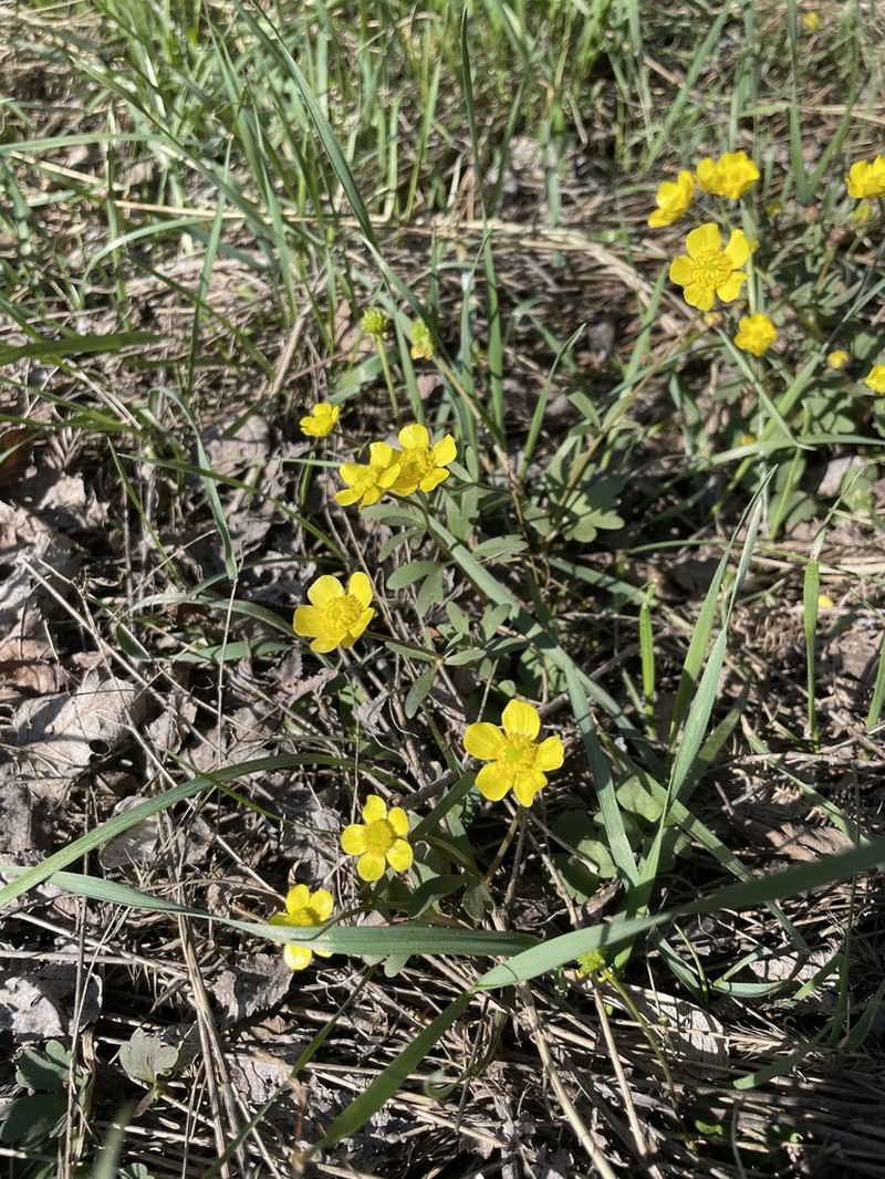 Ranunculus polyrhizos photo 6