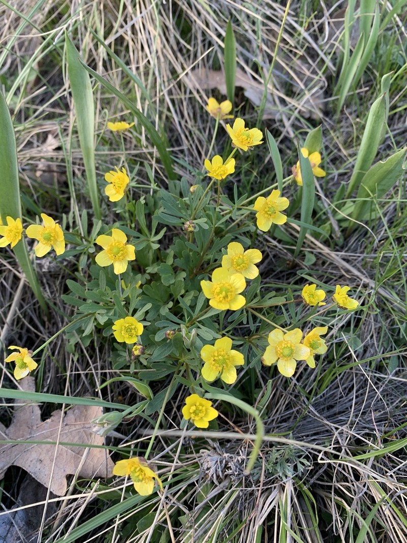 Ranunculus polyrhizos photo 7