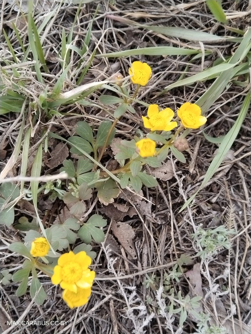 Ranunculus polyrhizos photo 8