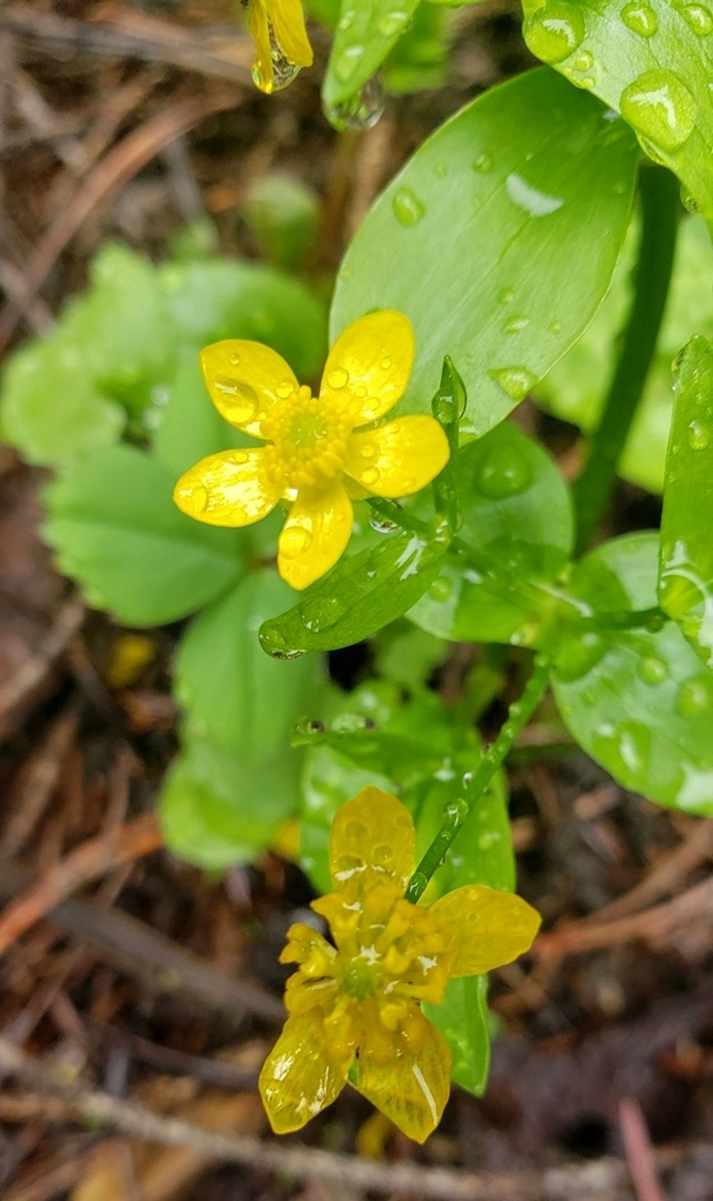 Popular Buttercup