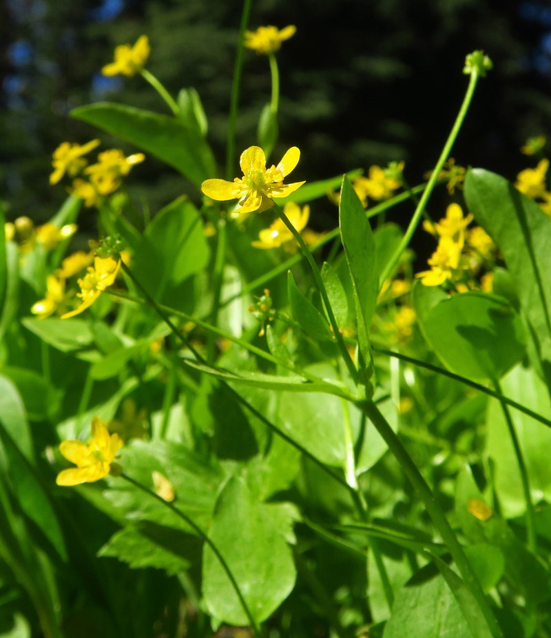 Popular Buttercup photo 2