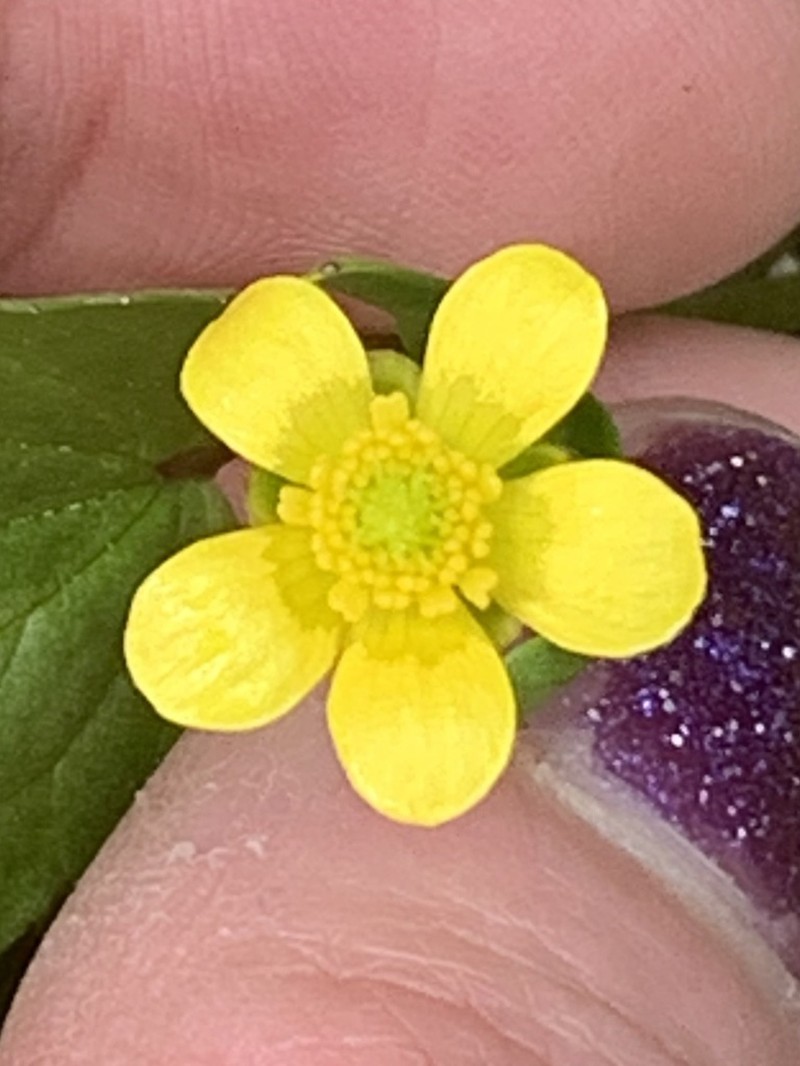 Popular Buttercup photo 3