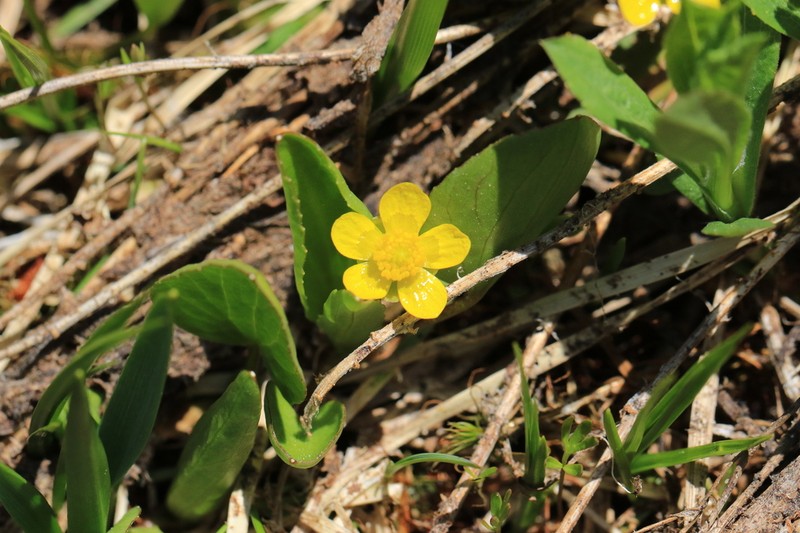 Popular Buttercup photo 4
