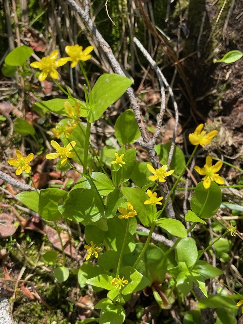 Popular Buttercup photo 5