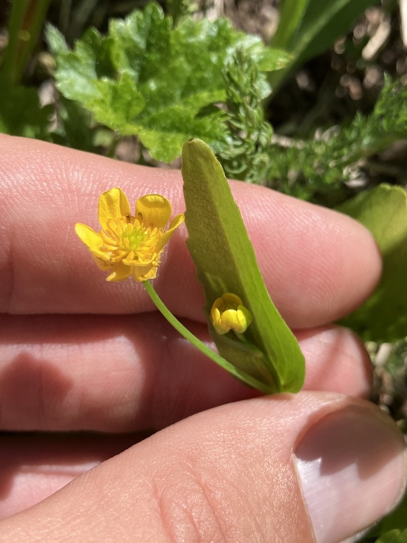 Popular Buttercup photo 6