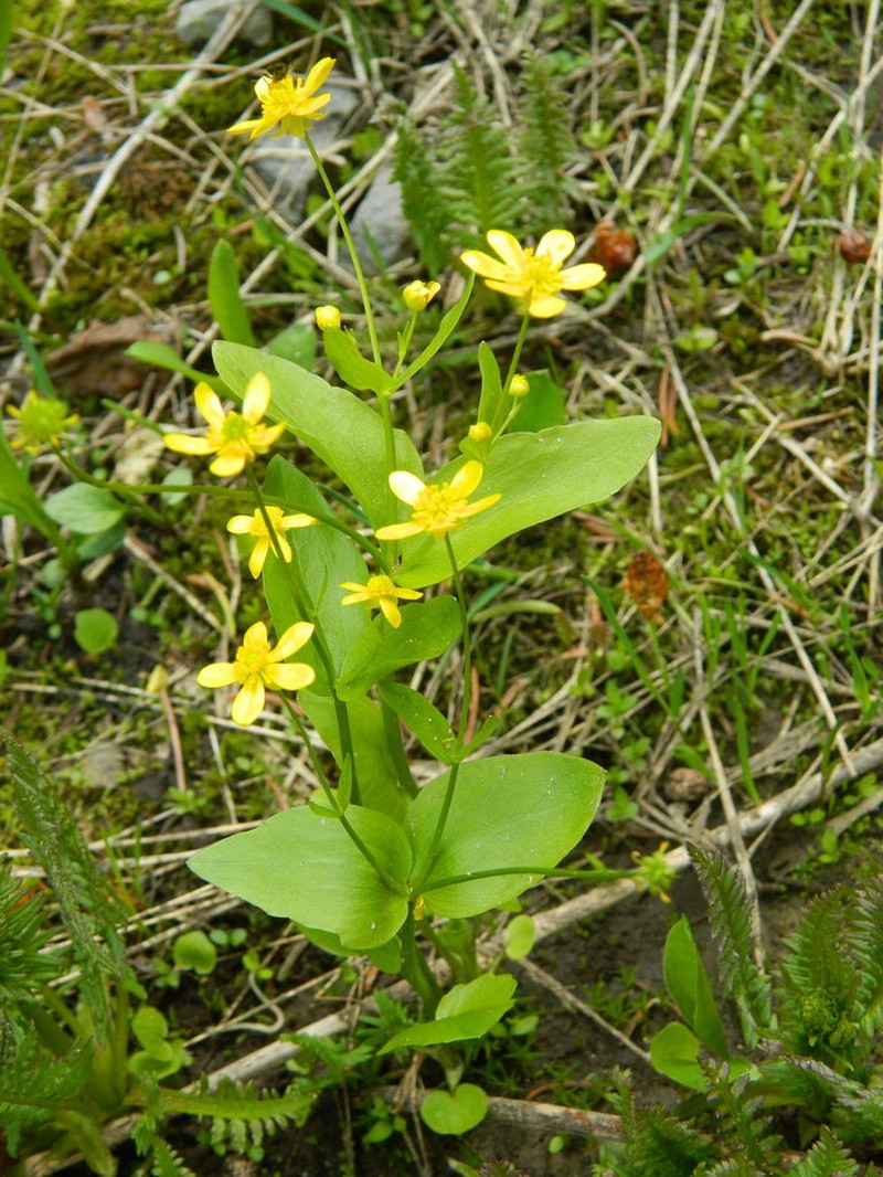 Popular Buttercup photo 7