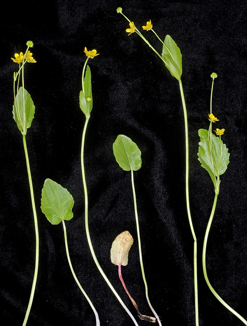 Popular Buttercup photo 8