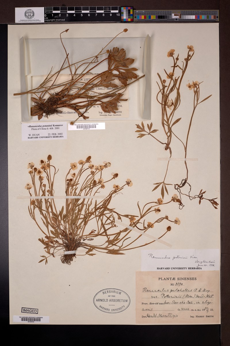 Ranunculus potaninii