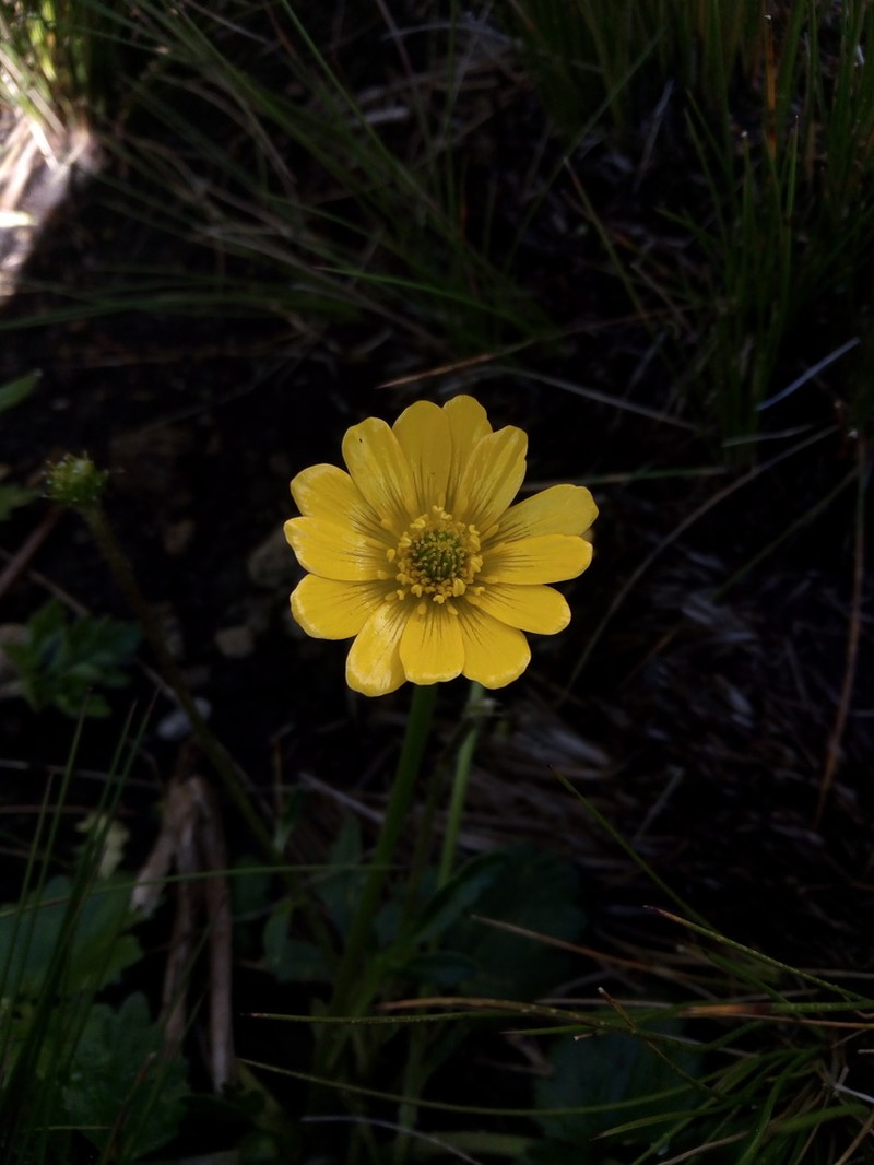 Ranunculus praemorsus