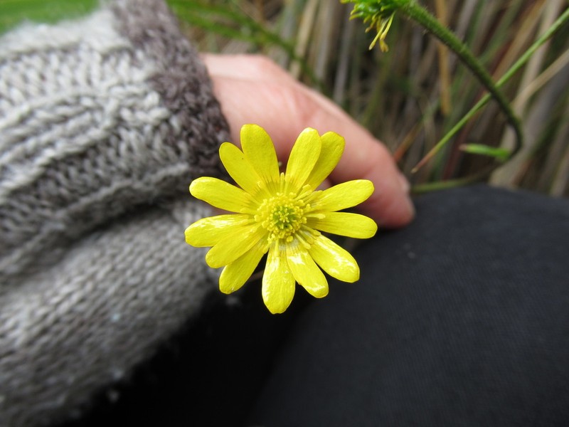 Ranunculus praemorsus photo 2