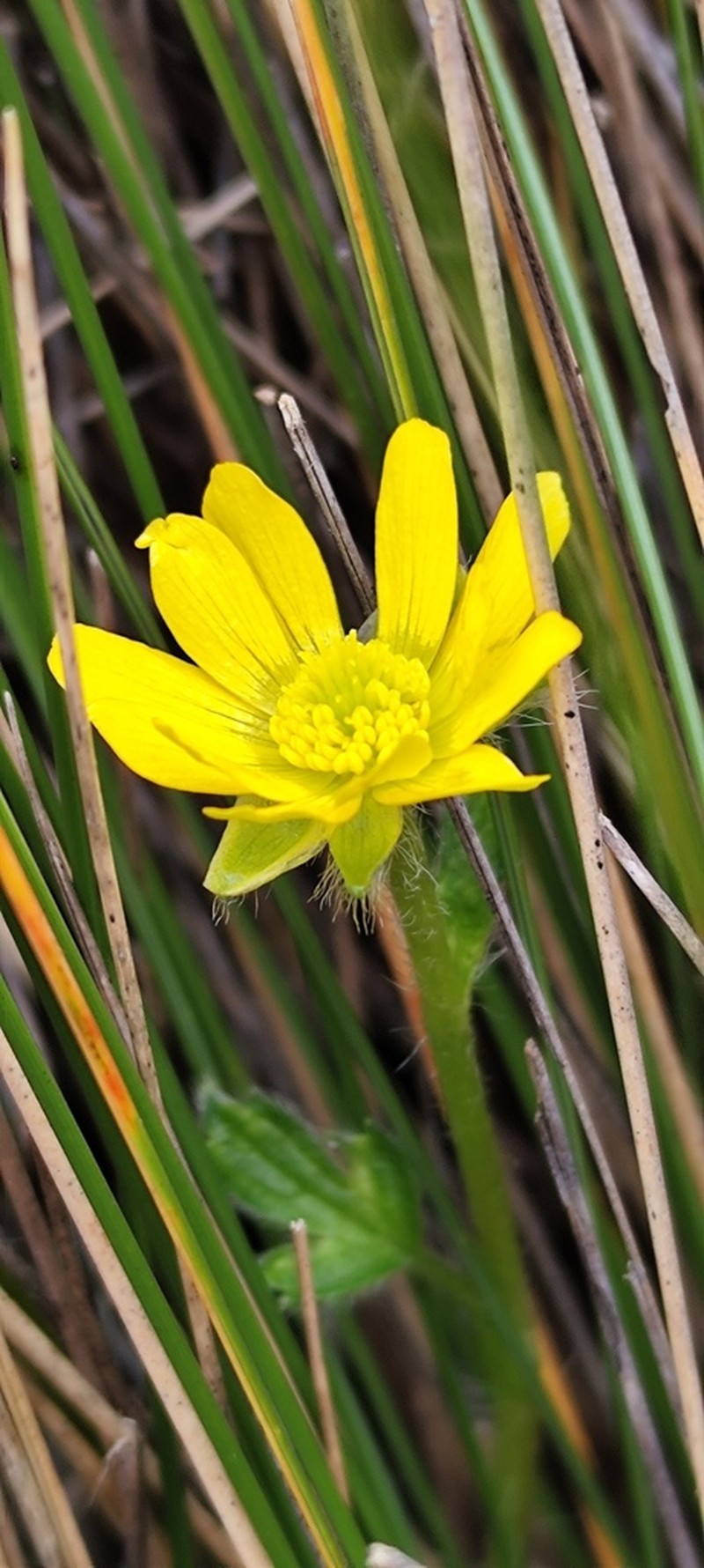 Ranunculus praemorsus photo 3