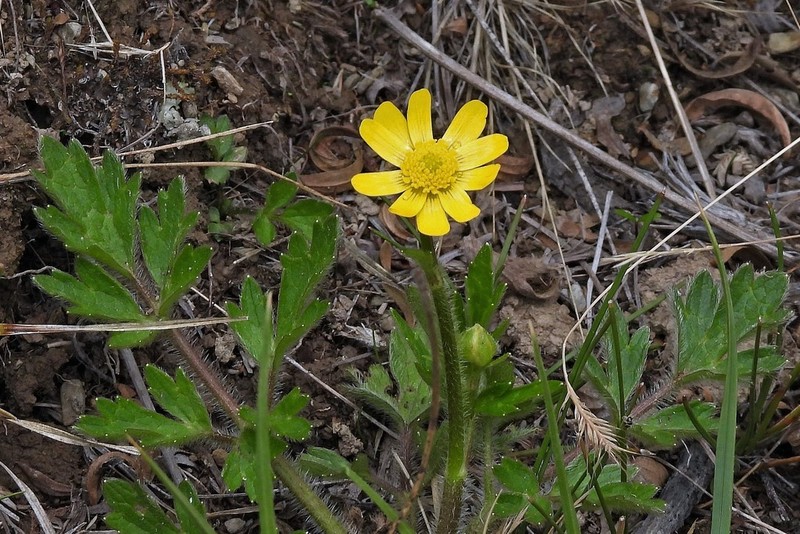 Ranunculus praemorsus photo 4