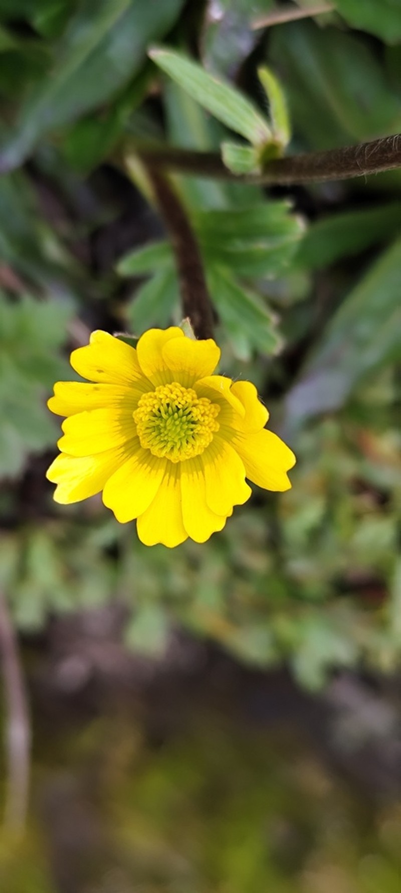 Ranunculus praemorsus photo 5