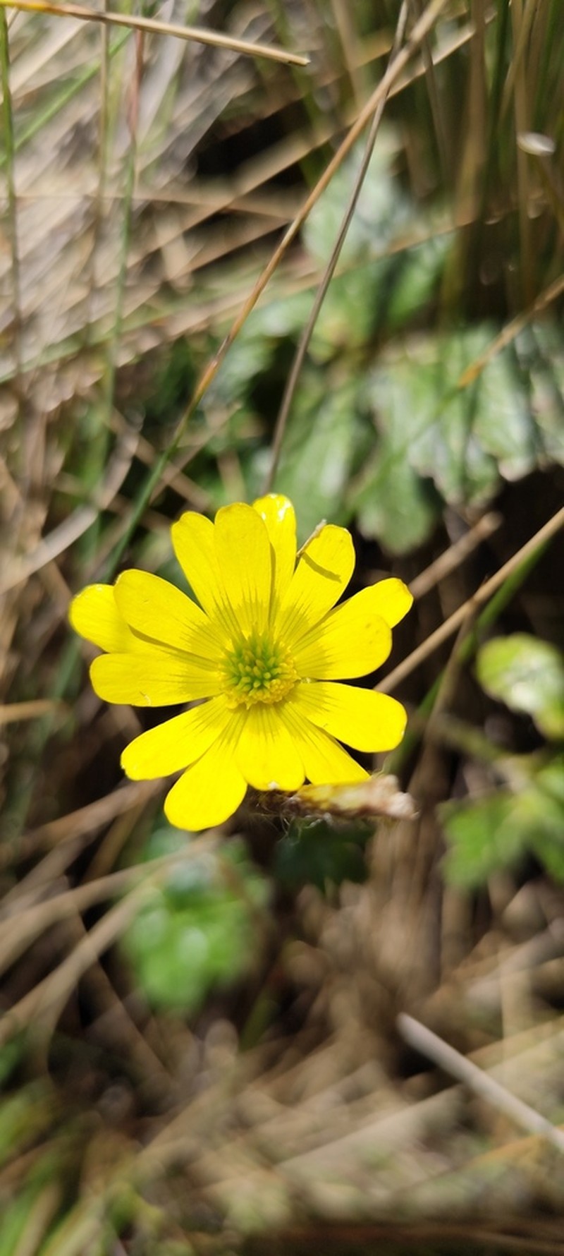 Ranunculus praemorsus photo 6