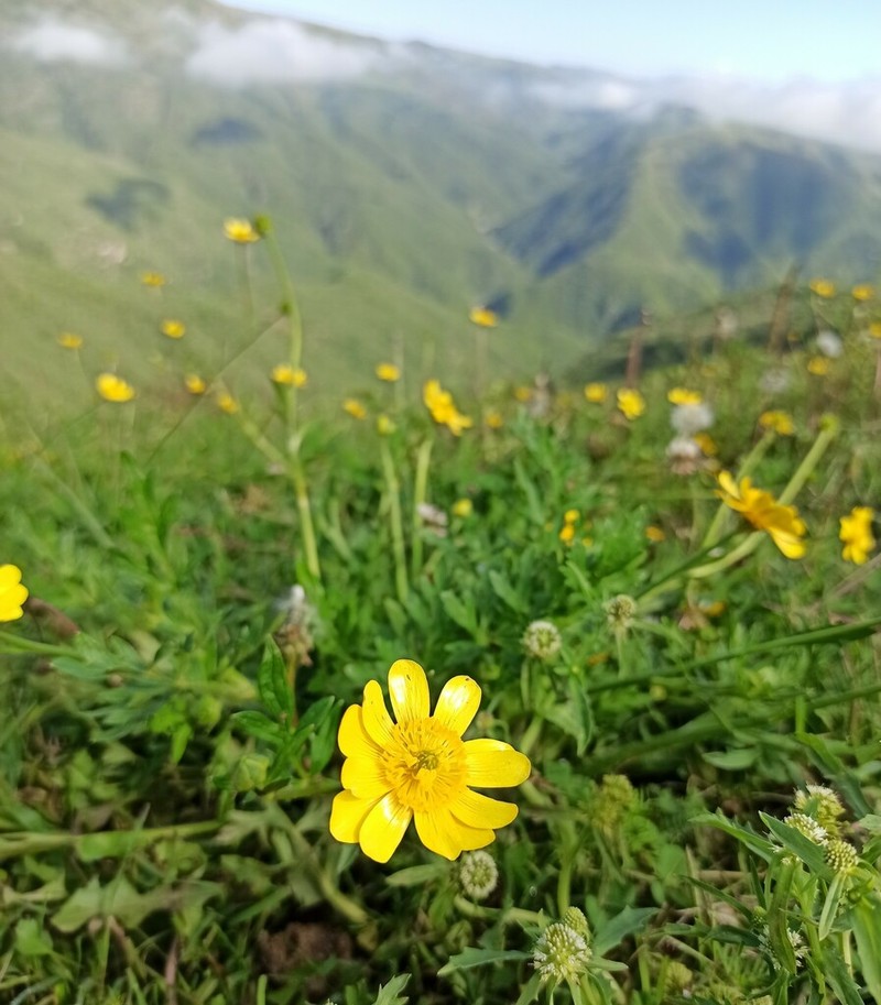 Ranunculus praemorsus photo 8