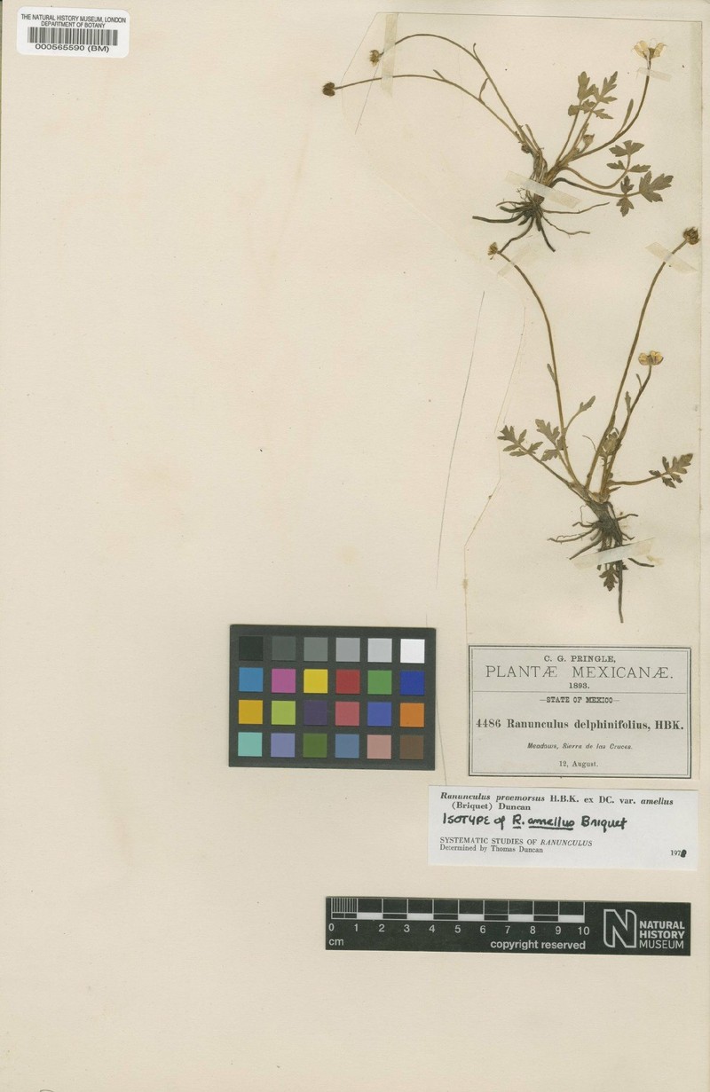 Ranunculus praemorsus var. amellus
