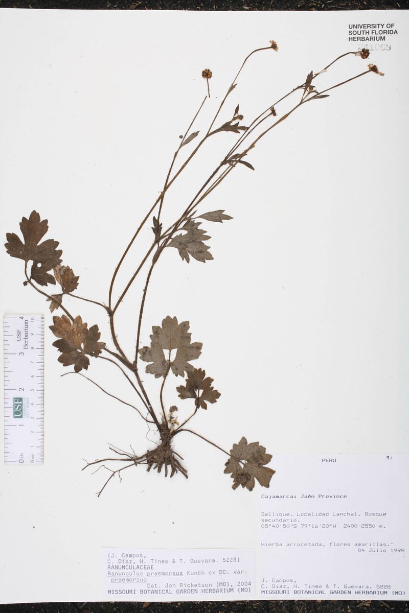 Ranunculus praemorsus var. praemorsus