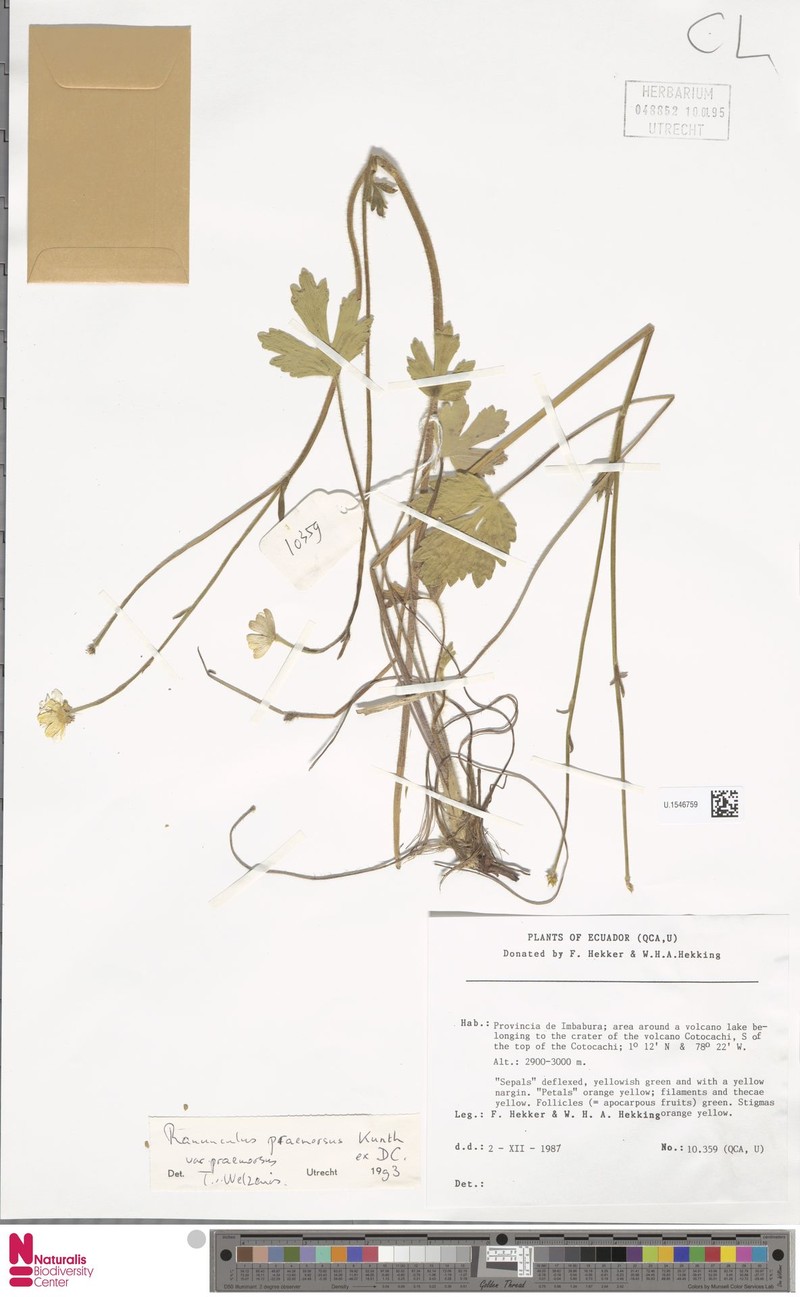 Ranunculus praemorsus var. praemorsus photo 3