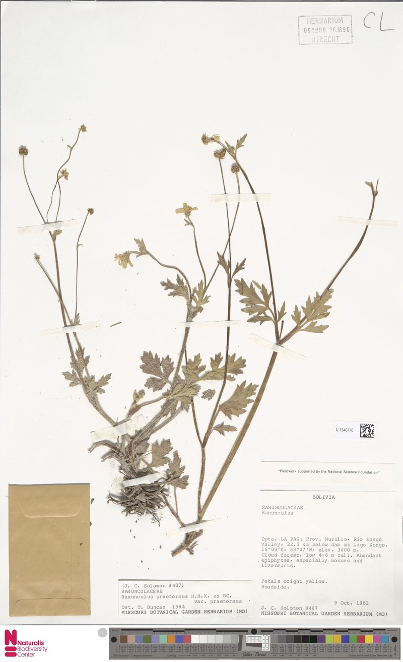 Ranunculus praemorsus var. praemorsus photo 4