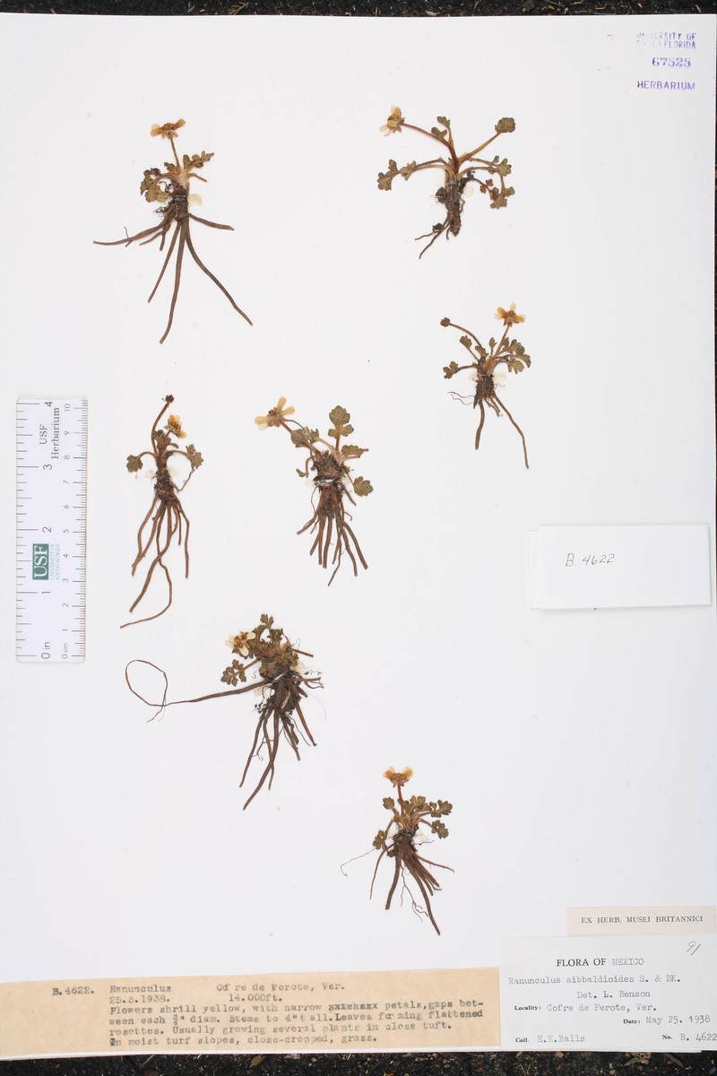 Ranunculus praemorsus var. sibbaldioides