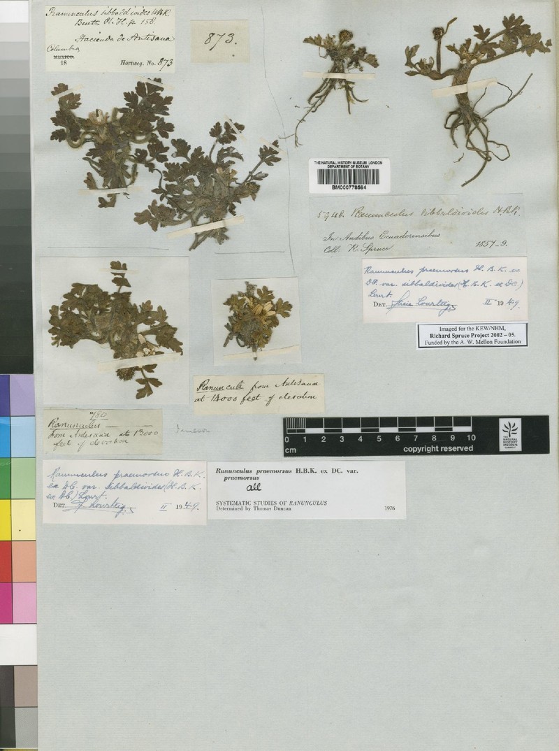 Ranunculus praemorsus var. sibbaldioides photo 2