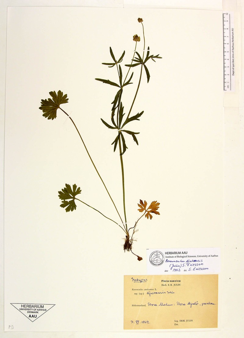 Ranunculus prasinulus