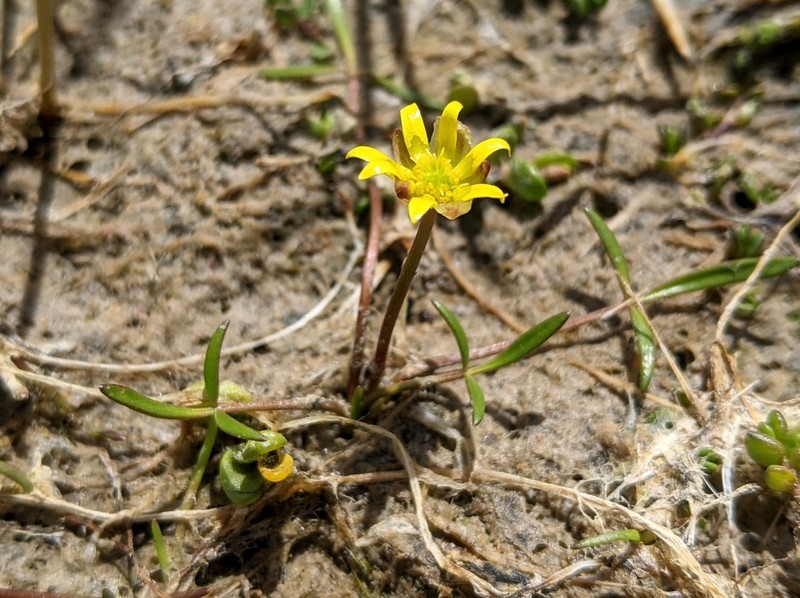Ranunculus prasinus photo 2