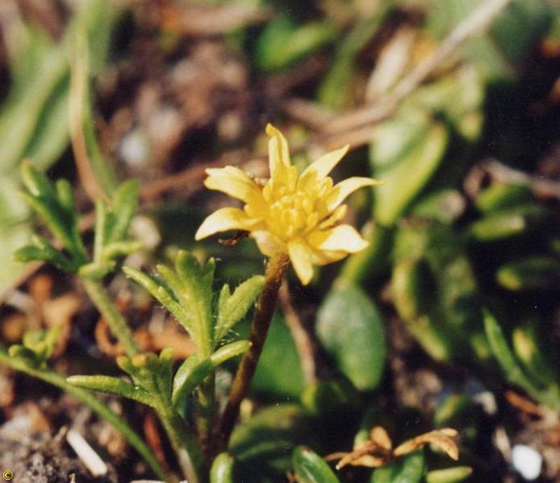Ranunculus prasinus