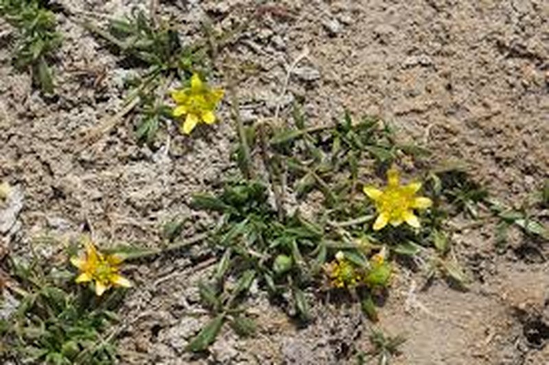 Ranunculus prasinus photo 8