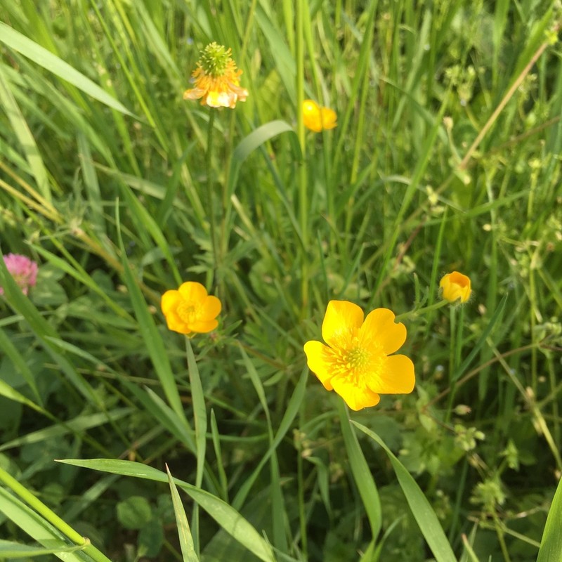 Ranunculus pratensis photo 2