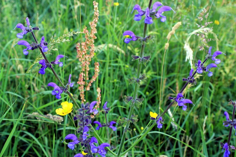 Ranunculus pratensis