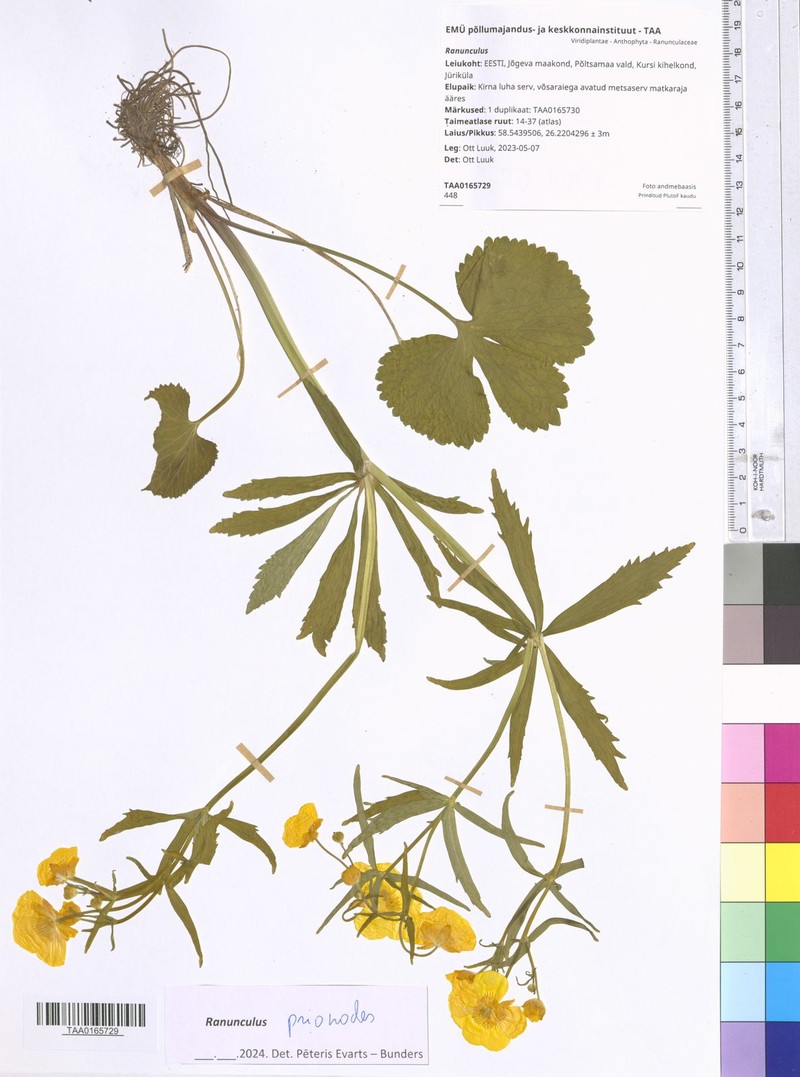 Ranunculus prionodes