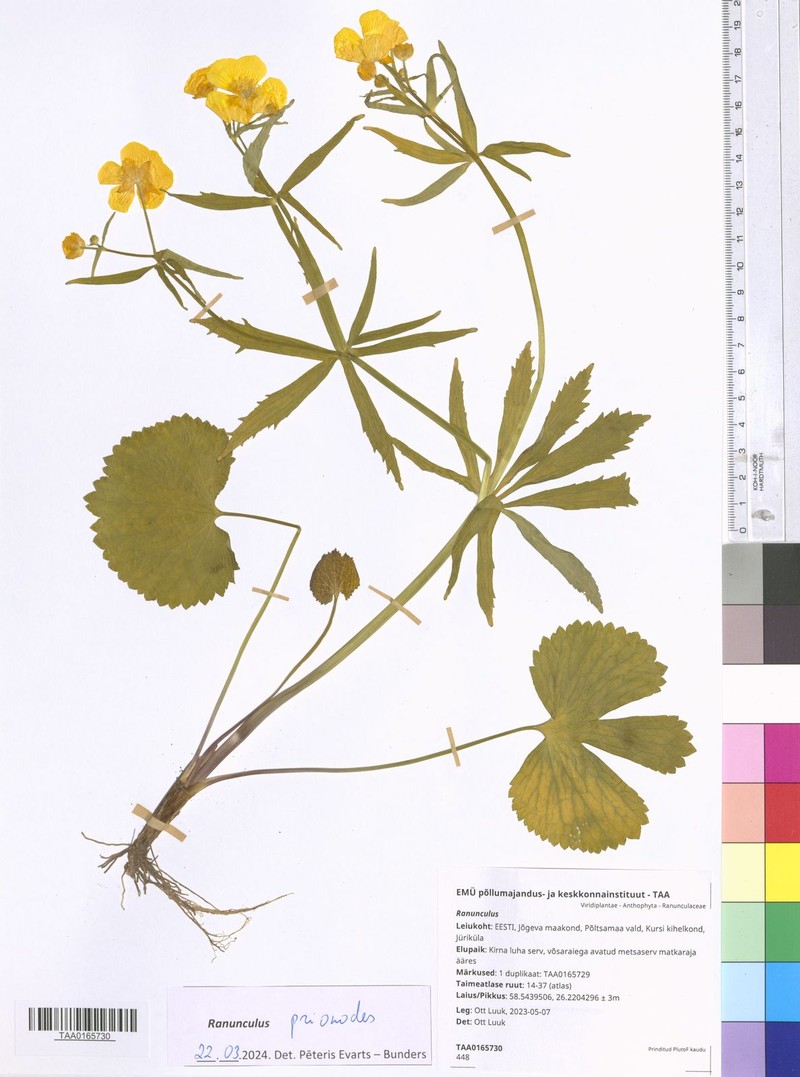 Ranunculus prionodes photo 2
