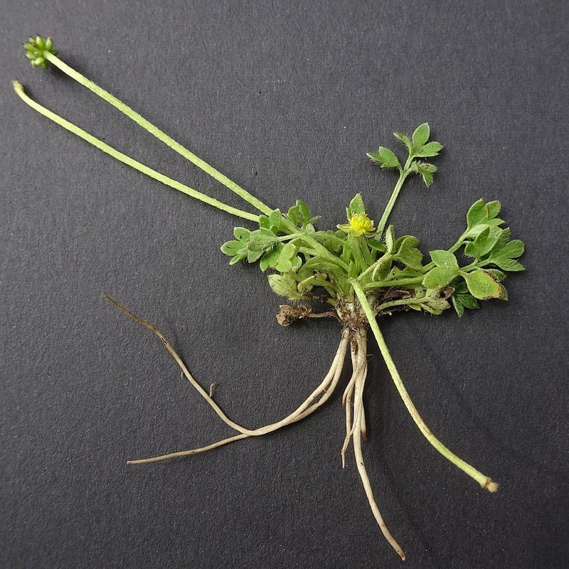 Ranunculus productus