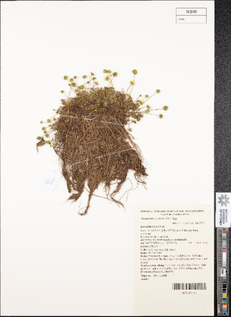 Ranunculus productus photo 3