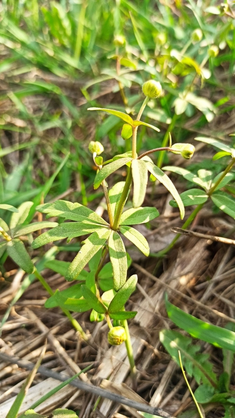 Ranunculus pronicus