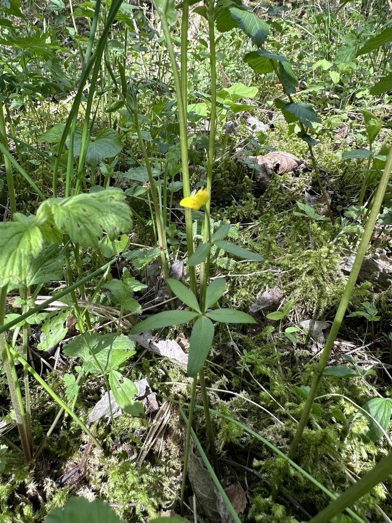 Ranunculus pronicus photo 2