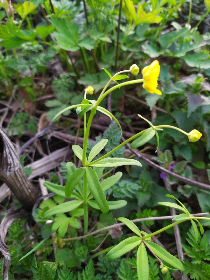 Ranunculus pronicus photo 3