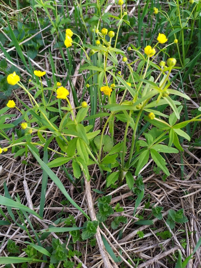 Ranunculus pronicus photo 4